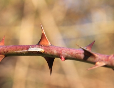 thorn bush - ASL Locksmiths & Security Solutions - garden security in sussex